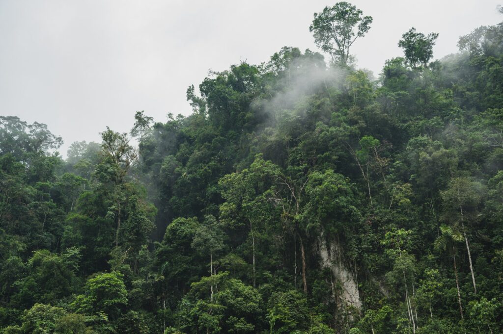 bahori-consulting-consaltant-environment-sustainability-services-ESG-environmental-and-social-management-system-consulting-regeneration-farming-carbon-footprint-stakeholder-facilitation-environmental-auditing-environmental-due-diligence-operational-readiness-business-consciousness-rehabilitation-and-closure-closure-provision-land-stewardship-regeneration-mining- scientific-analysis-team-intergration-regenerative-landuse-environmental-planning-bahori-27